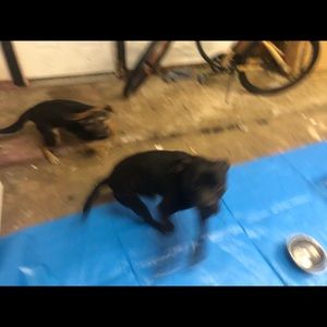 Meet your Posher, Roderick